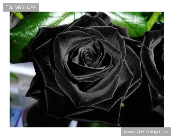 暗夜绽放，燃情绽放——《黑玫瑰》：一场颠覆视听的谍战盛宴